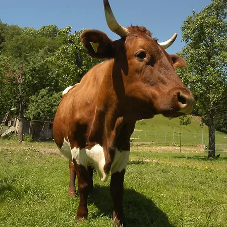 Hotel Gasthofladen Schneeweiss